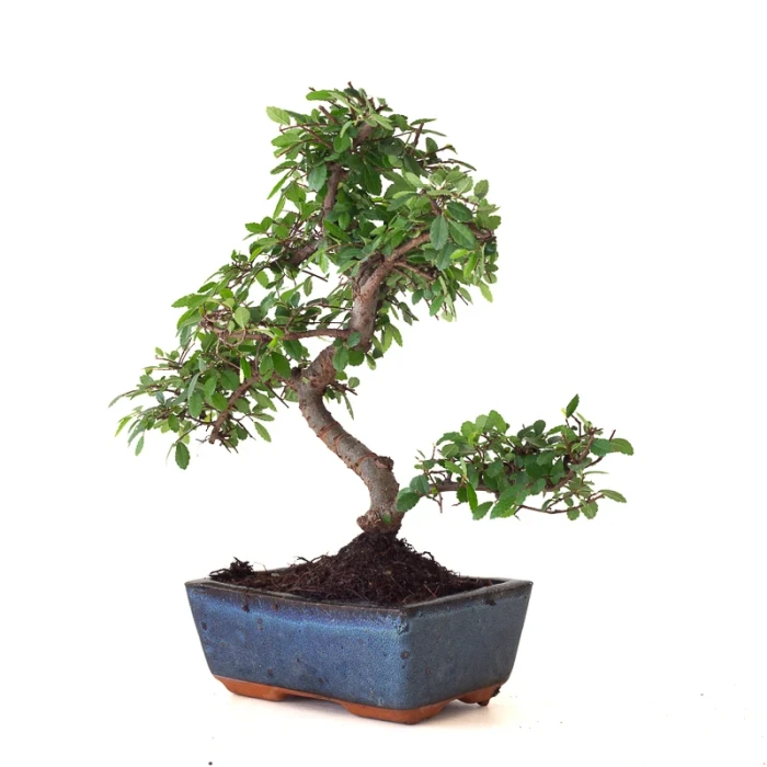 Vente Bonsai Orme de Chine 30 cm Sankaly Bonsai ORM261012MB