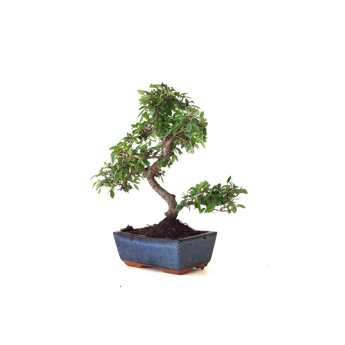 Vente Bonsai Orme de Chine 30 cm Sankaly Bonsai ORM261012MB