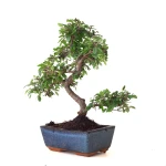 Vente Bonsai Orme de Chine 30 cm Sankaly Bonsai ORM261012MB