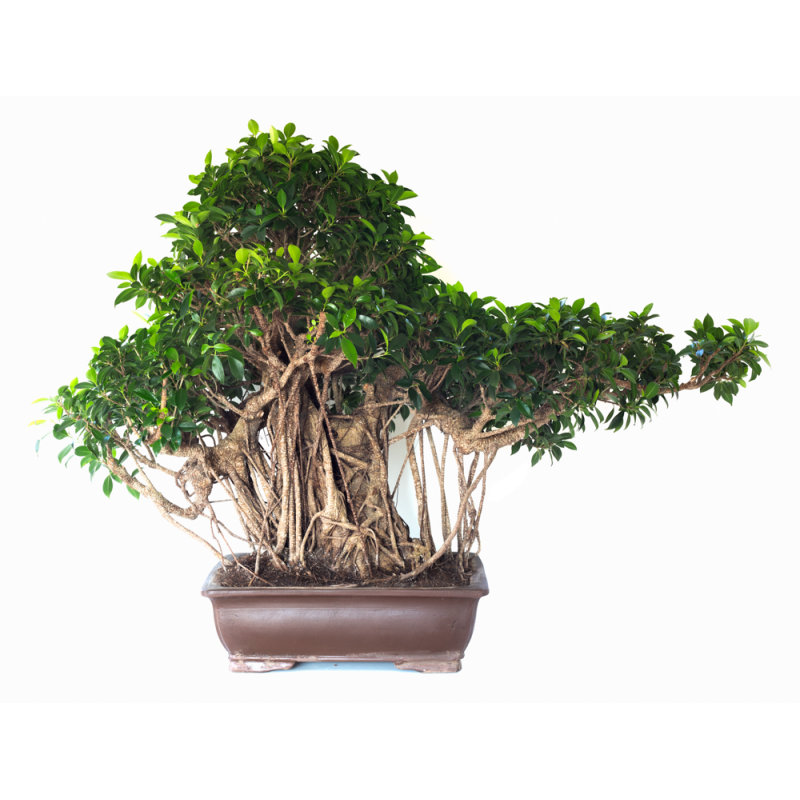 Vente de Bonsai Ficus Retusa de collection, exemplaire de 96 cm de hauteur, Sankaly Bonsai