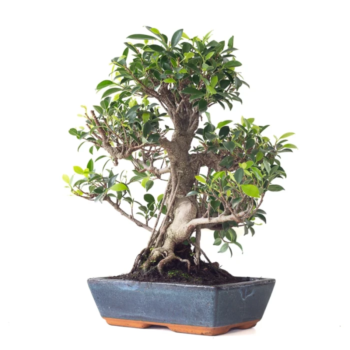Vente Bonsai Ficus Retusa 50 cm Sankaly Bonsai