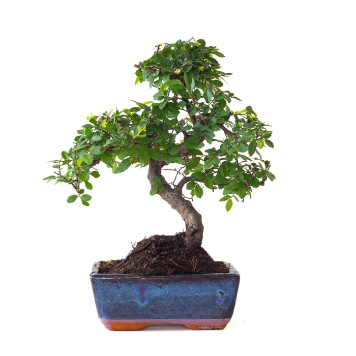 Vente Bonsai Orme de Chine 30 cm Sankaly Bonsai ORM261015MB