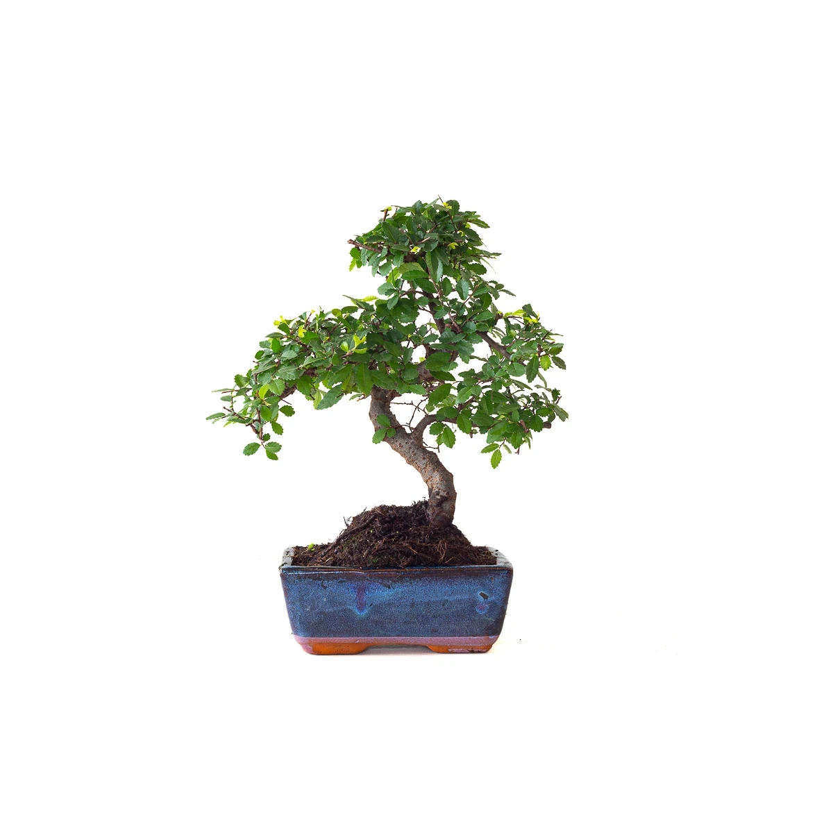 Vente Bonsai Orme de Chine 30 cm Sankaly Bonsai ORM261015MB