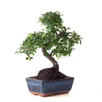 Achat Bonsai Orme de Chine 30 cm Sankaly Bonsai ORM261015MB
