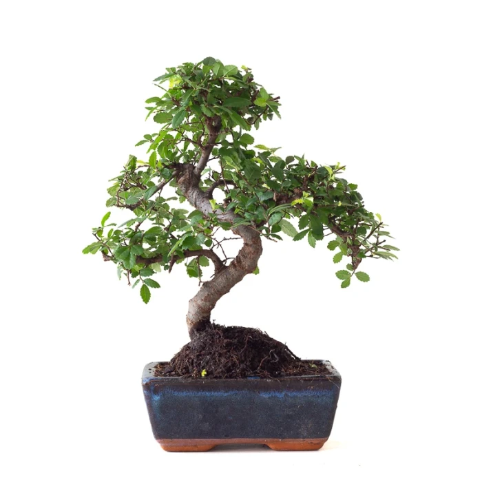 Acheter Bonsai Orme de Chine 30 cm Sankaly Bonsai ORM261015MB