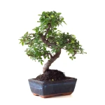 Acheter en ligne Bonsai Orme de Chine 30 cm Sankaly Bonsai ORM261015MB