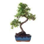 Vente Bonsai Orme de Chine 35 cm Sankaly Bonsai ORM261016MB