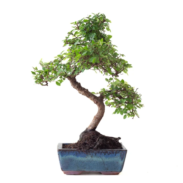 Achat en ligne Bonsai Orme de Chine 35 cm Sankaly Bonsai ORM261016MB