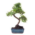 Achat en ligne Bonsai Orme de Chine 35 cm Sankaly Bonsai ORM261016MB