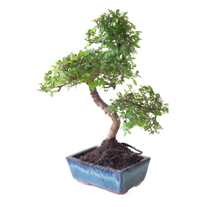Acheter en ligne Bonsai Orme de Chine 35 cm Sankaly Bonsai ORM261016MB