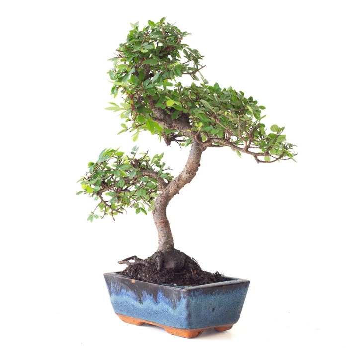 Vente en ligne Bonsai Orme de Chine 35 cm Sankaly Bonsai ORM261016MB