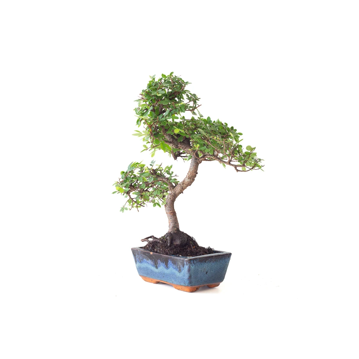 Vente en ligne Bonsai Orme de Chine 35 cm Sankaly Bonsai ORM261016MB