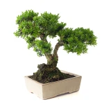 Vente Bonsai Buxus Harlandii 35 cm, Sankaly Bonsai BUX261015MB