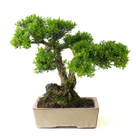 Acheter Bonsai Buxus Harlandii 35 cm, Sankaly Bonsai BUX261015MB