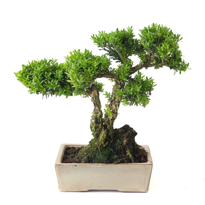 Achat Bonsai Buxus Harlandii 35 cm, Sankaly Bonsai BUX261015MB