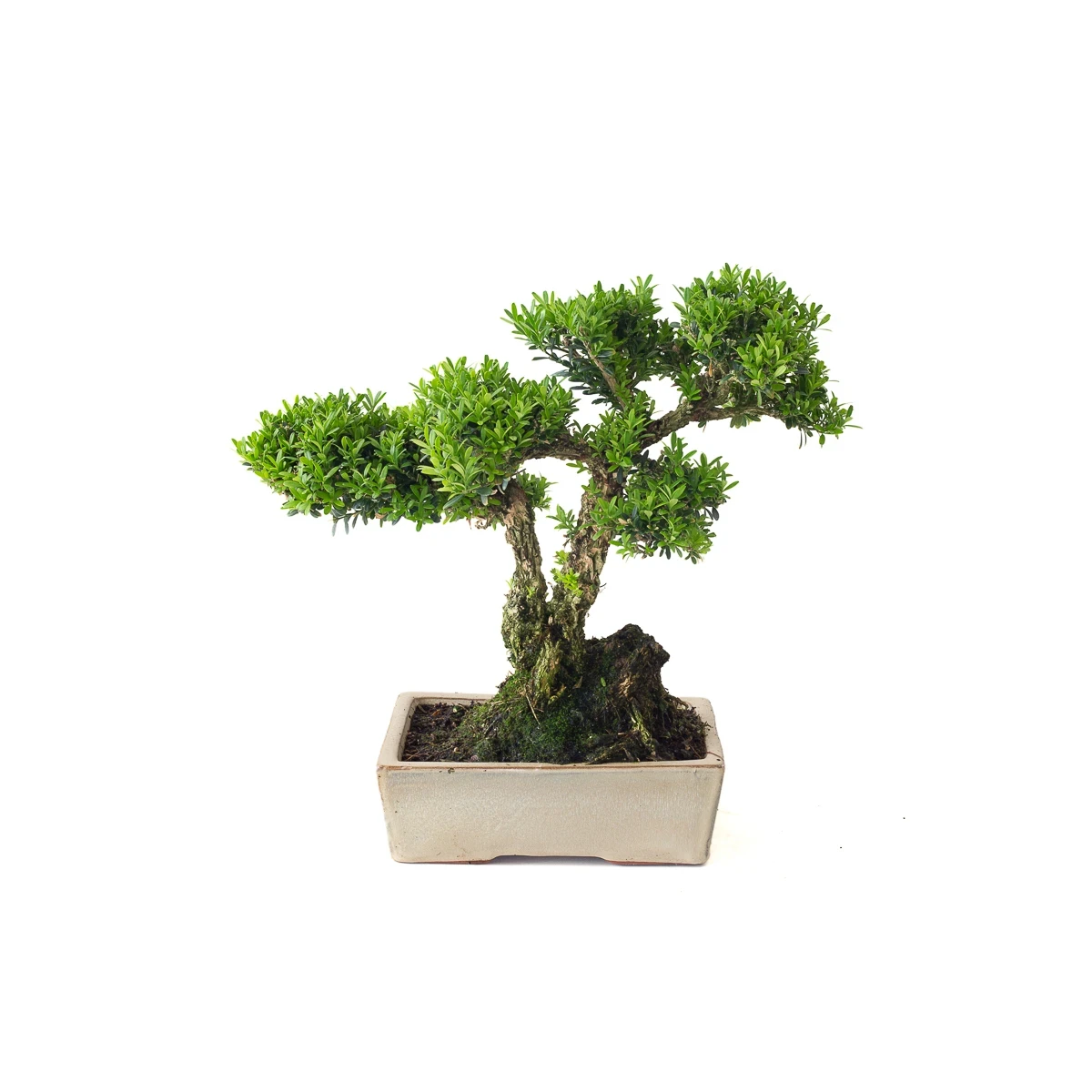 Achat Bonsai Buxus Harlandii 35 cm, Sankaly Bonsai BUX261015MB