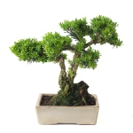 Achat Bonsai Buxus Harlandii 35 cm, Sankaly Bonsai BUX261015MB