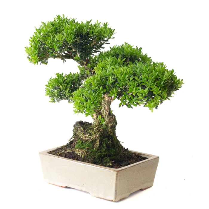 Acheter en ligne Bonsai Buxus Harlandii 35 cm, Sankaly Bonsai BUX261015MB