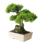 Acheter en ligne Bonsai Buxus Harlandii 35 cm, Sankaly Bonsai BUX261015MB