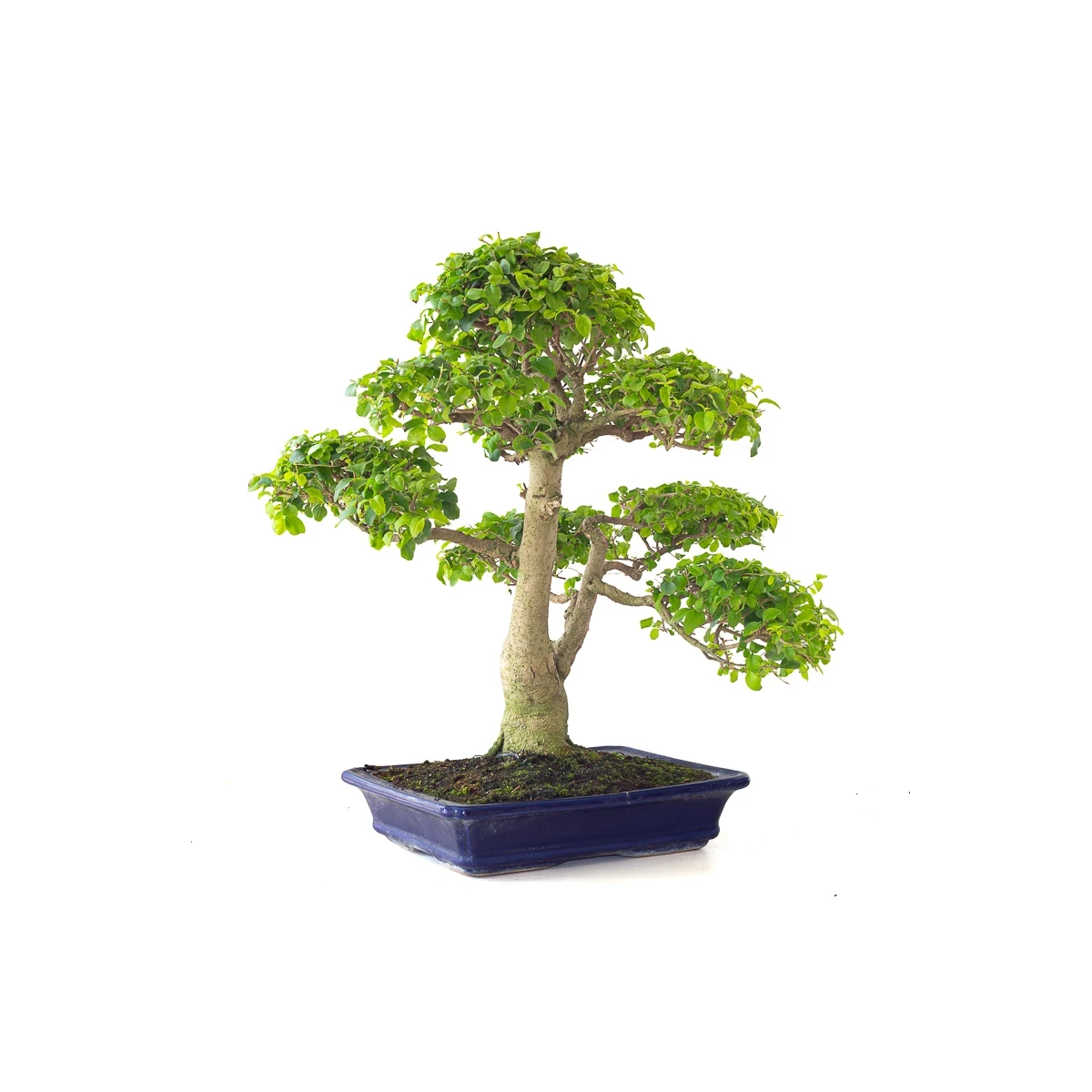 Achat Bonsai Ligustrum Indonésien 50 cm Sankaly Bonsai 261015MB