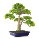 Achat Bonsai Ligustrum Indonésien 50 cm Sankaly Bonsai 261015MB