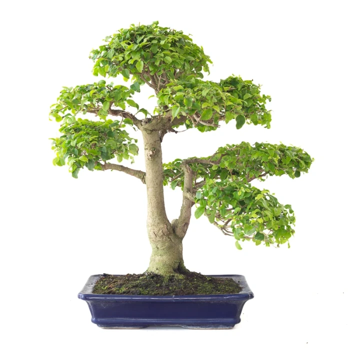 Acheter Bonsai Ligustrum Indonésien 50 cm Sankaly Bonsai 261015MB