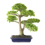 Acheter Bonsai Ligustrum Indonésien 50 cm Sankaly Bonsai 261015MB