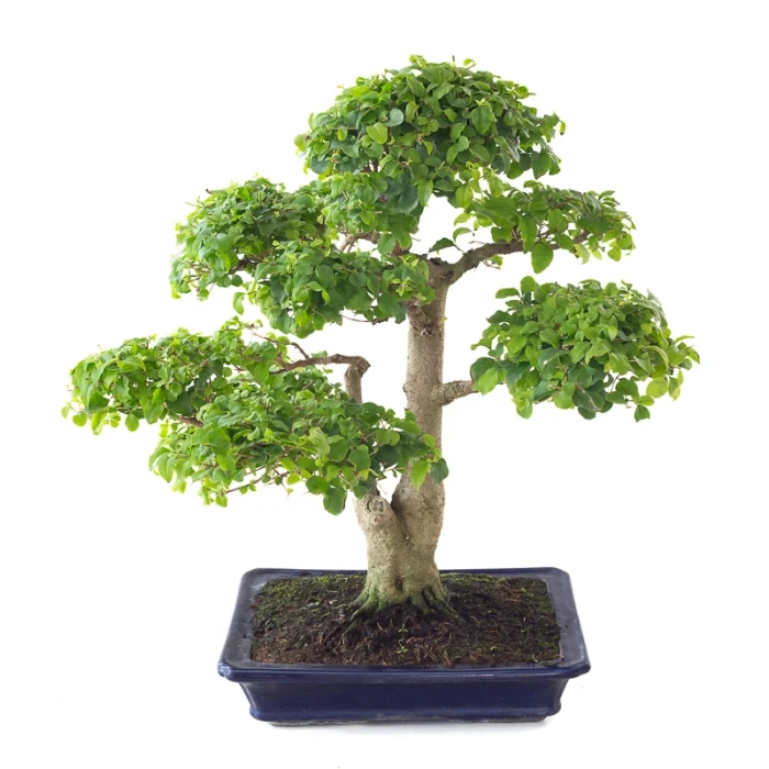 Vente Bonsai Ligustrum Indonésien 50 cm Sankaly Bonsai 261015MB