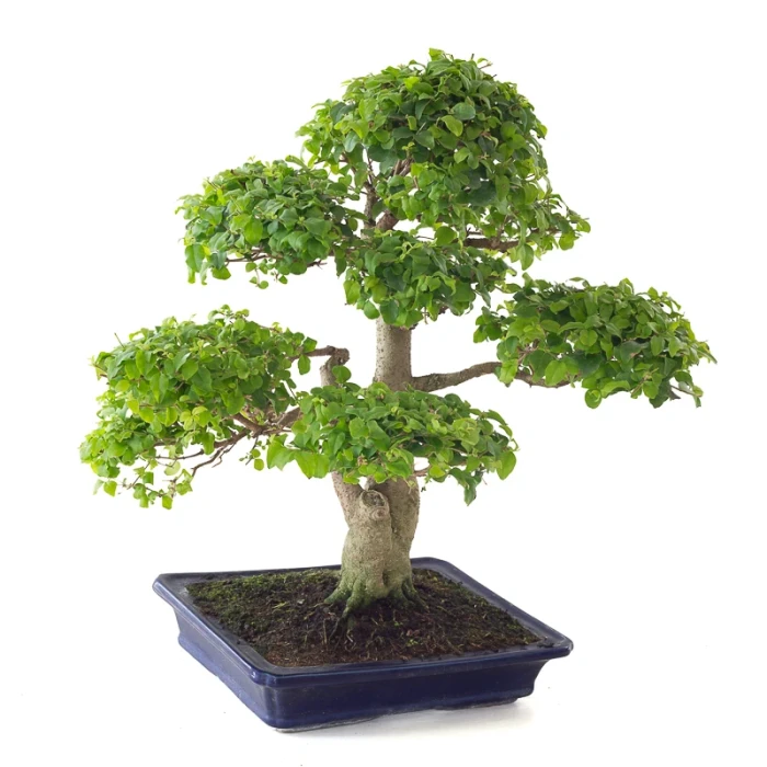 Achat en ligne Bonsai Ligustrum Indonésien 50 cm Sankaly Bonsai 261015MB