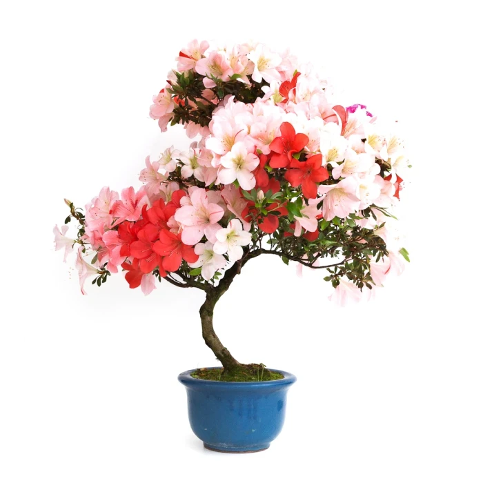 Vente de Bonsai en ligne Azalée Satsuki 65 cm Sankaly Bonsai