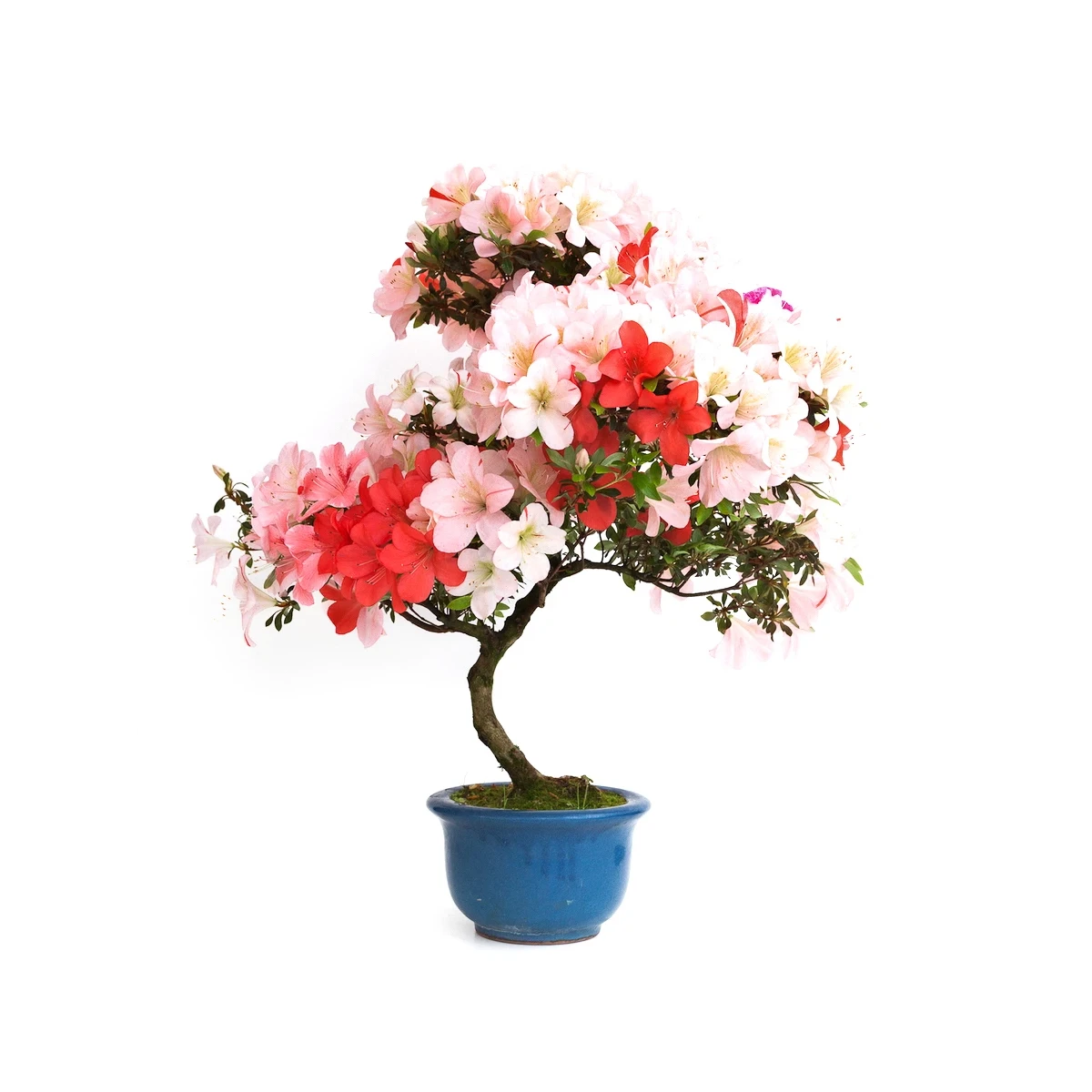 Vente de Bonsai en ligne Azalée Satsuki 65 cm Sankaly Bonsai