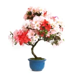 Vente de Bonsai en ligne Azalée Satsuki 65 cm Sankaly Bonsai