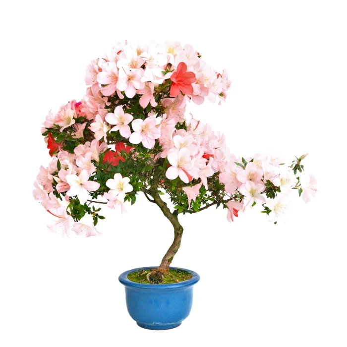Achat Bonsai en ligne Azalée Satsuki 65 cm Sankaly Bonsai