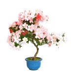 Achat Bonsai en ligne Azalée Satsuki 65 cm Sankaly Bonsai