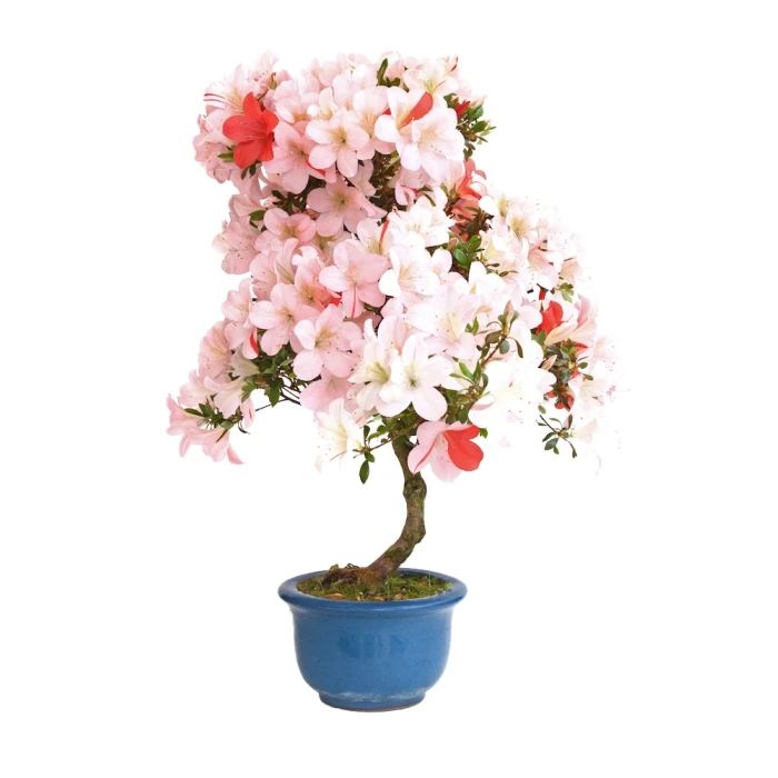 Acheter un Bonsai en ligne Azalée Satsuki 65 cm Sankaly Bonsai