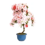 Acheter un Bonsai en ligne Azalée Satsuki 65 cm Sankaly Bonsai