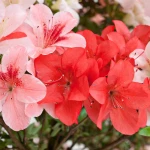 Vente de Bonsai Azalée Satsuki 65 cm Sankaly Bonsai