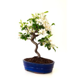 Vente de Bonsai Malus Pommier Sankaly Bonsai