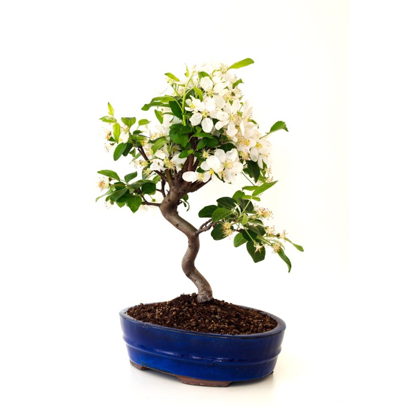 Vente de Bonsai Malus Pommier Sankaly Bonsai