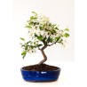 Achat Bonsai Malus Pommier Sankaly Bonsai