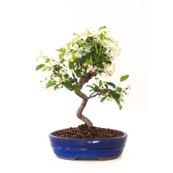 Acheter Bonsai Malus Pommier Sankaly Bonsai