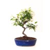 Acheter Bonsai Malus Pommier Sankaly Bonsai