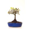 Achat Bonsai Chène blanc Quercus Pubescens 35 cm Sankaly Bonsai