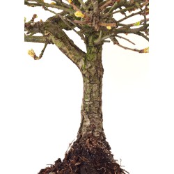 Site vente Bonsai Chène blanc Quercus Pubescens 35 cm Sankaly Bonsai