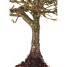 Site vente Bonsai Chène blanc Quercus Pubescens 35 cm Sankaly Bonsai