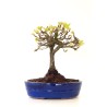 Acheter Bonsai Chène blanc Quercus Pubescens 35 cm Sankaly Bonsai
