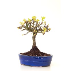 Vente Bonsai Chène blanc Quercus Pubescens 35 cm Sankaly Bonsai