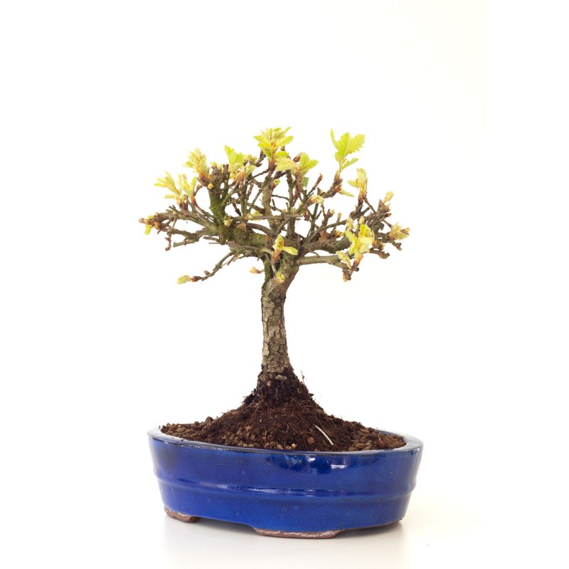 Vente Bonsai Chène blanc Quercus Pubescens 35 cm Sankaly Bonsai