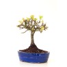Vente Bonsai Chène blanc Quercus Pubescens 35 cm Sankaly Bonsai