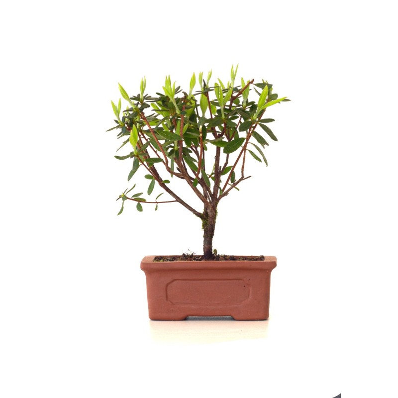 Vente de Bonsai Azalée Indica 18 cm Sankaly Bonsai